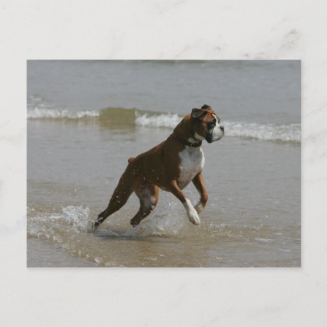 Cartão Postal Boxer Dog in Water (Frente)
