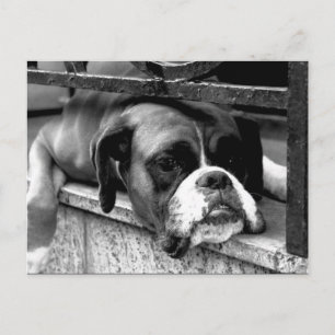 Cartão Postal Boxer Dog No Windows Pc Arc