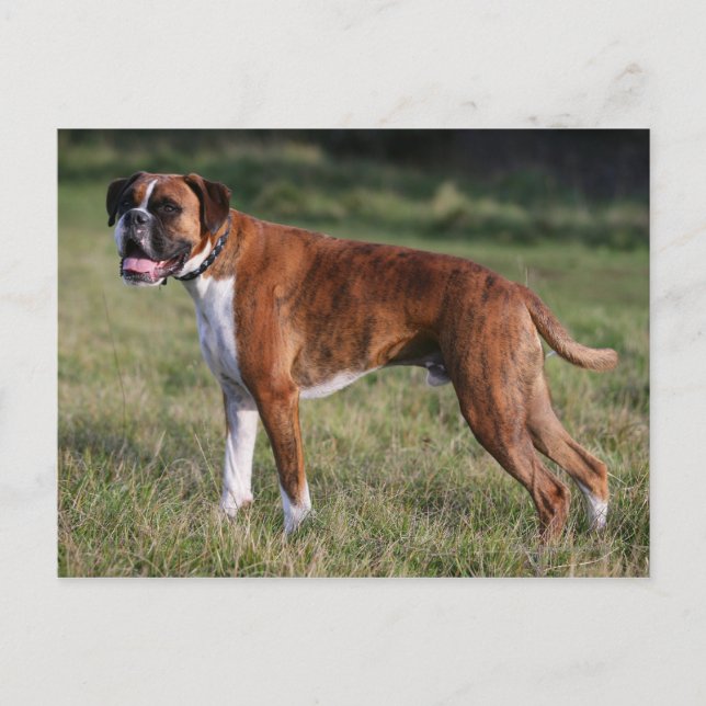 Cartão Postal Boxer Dog Stander (Frente)