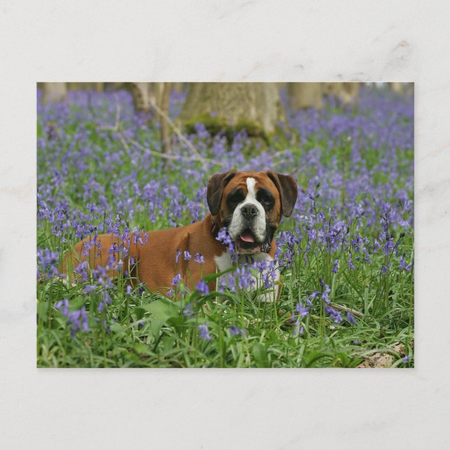 Cartão Postal Boxer Lay in Bluebells (Frente)