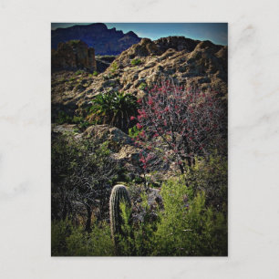 Cartão Postal Boyce Thompson Arboretum