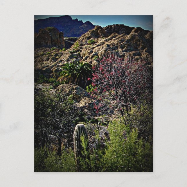 Cartão Postal Boyce Thompson Arboretum (Frente)