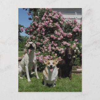 Cartão Postal Boys felizes