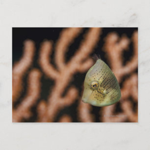 Cartão Postal Brachaluteres japonicus