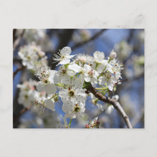 CARTÃO POSTAL BRADFORD PEAR