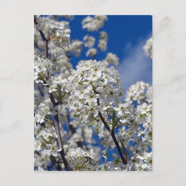 Cartão Postal Bradford Pear Blooms (Frente)