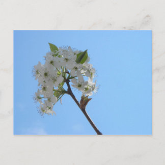 Cartão Postal Bradford Pear Tree