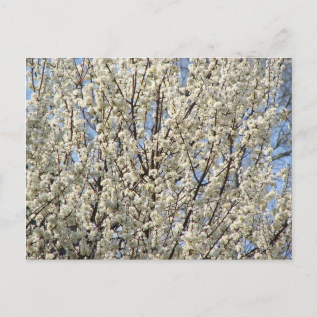 Cartão Postal Bradford Pear Tree Blooms (Frente)