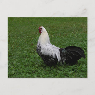 Cartão Postal Brakel Hahn