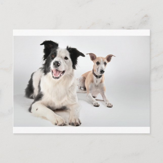 Cartão Postal Branca com collie de fronteira (Frente)