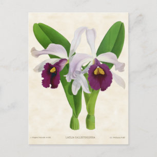 Cartão Postal Branca e Purple Laelia Orchid Vintage Botânica