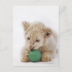 Cartão Postal Branca (Panthera leo krugeri)