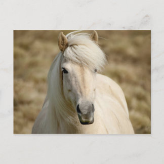 Cartão Postal Branca Pony