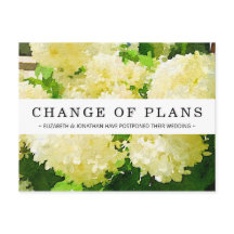 Cartão postal branco Annabelle Hydrangea