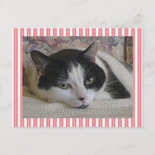 Cartão Postal Branco-Cinto-Negro-Gato-de-raça-rosa