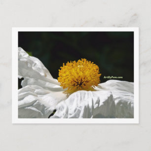 Cartão Postal Branco com Amarelo