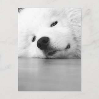 Cartão Postal Branco do cão da foto do Samoyed