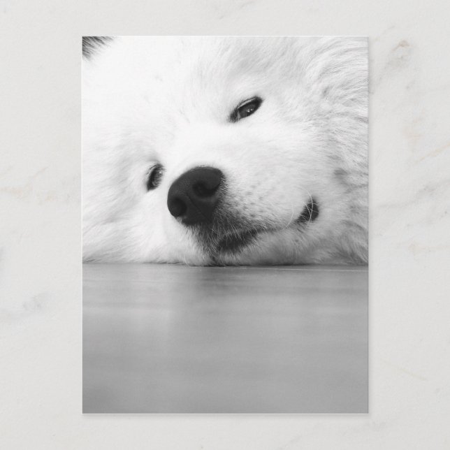 Cartão Postal Branco do cão da foto do Samoyed (Frente)