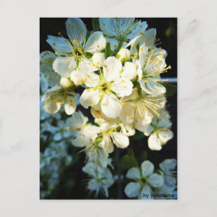 Cartão postal - branco flor