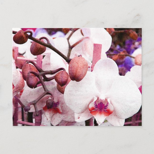 cartão postal branco orquídeo (Frente)