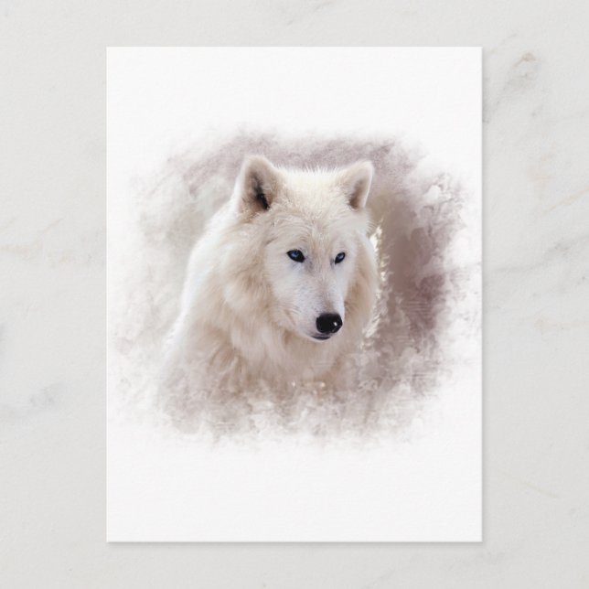 CARTÃO POSTAL BRANCO SIBERIANO HUSKY. (Frente)