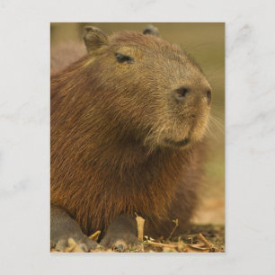 Cartão Postal Brasil, Pantanal, Matto Grosso. Capybara