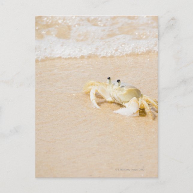 Cartão Postal Brasil, Rio de Janeiro, Buzios, Caranguejo (Frente)