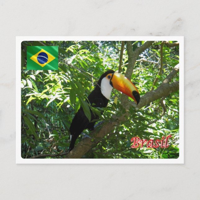 Cartão Postal Brasil - Toco Toucan - (Frente)