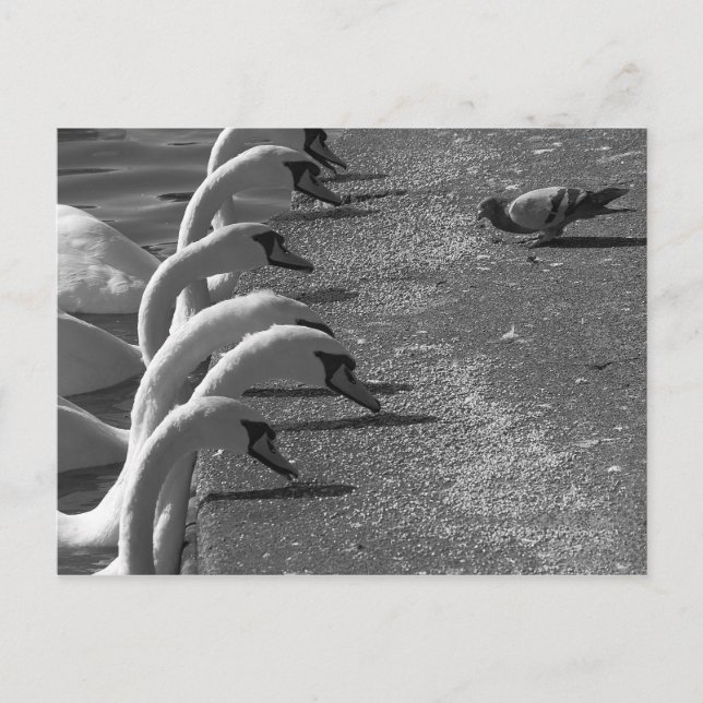 Cartão Postal Brave Pigeon (Frente)