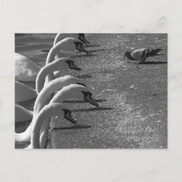 Cartão Postal Brave Pigeon