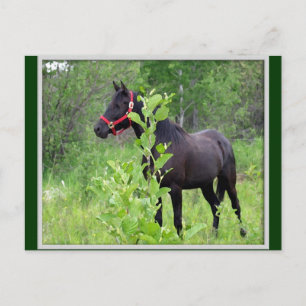 Cartão Postal Breezy