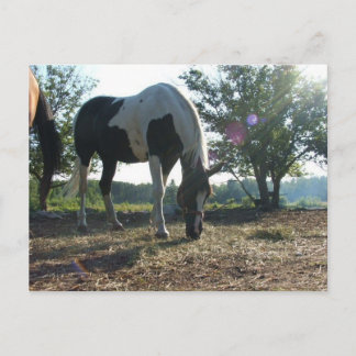 Cartão Postal Breezy Sunbeams