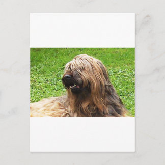 Cartão Postal Briard Fauve