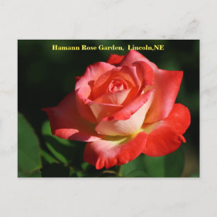 Cartão Postal Brigadoon Rosa Postcard HRG 400 2014