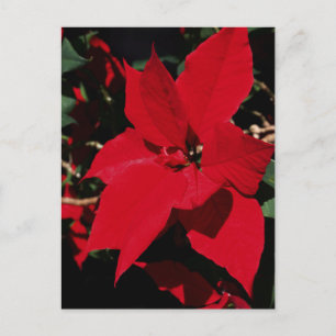 Cartão Postal Bright Red Pointsettia
