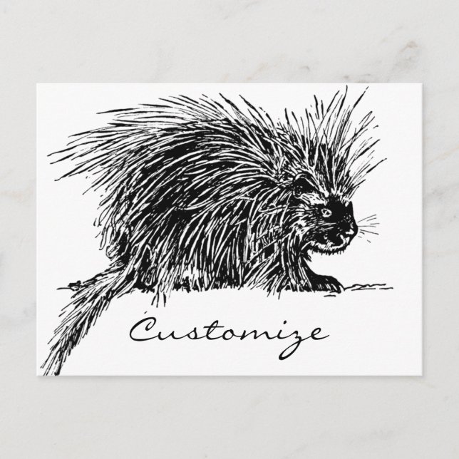 Cartão Postal Brilhante Hedgehog Thunder_Cove (Frente)
