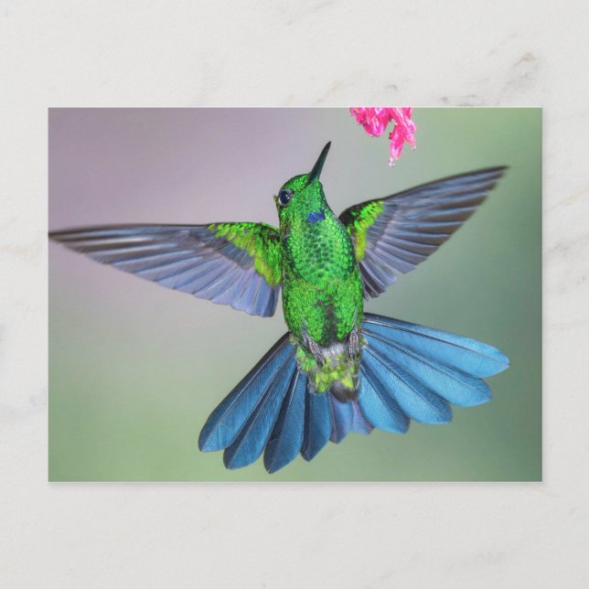 Cartão Postal Brilhante Hummingbird em Voo com Asas Abertas (Frente)