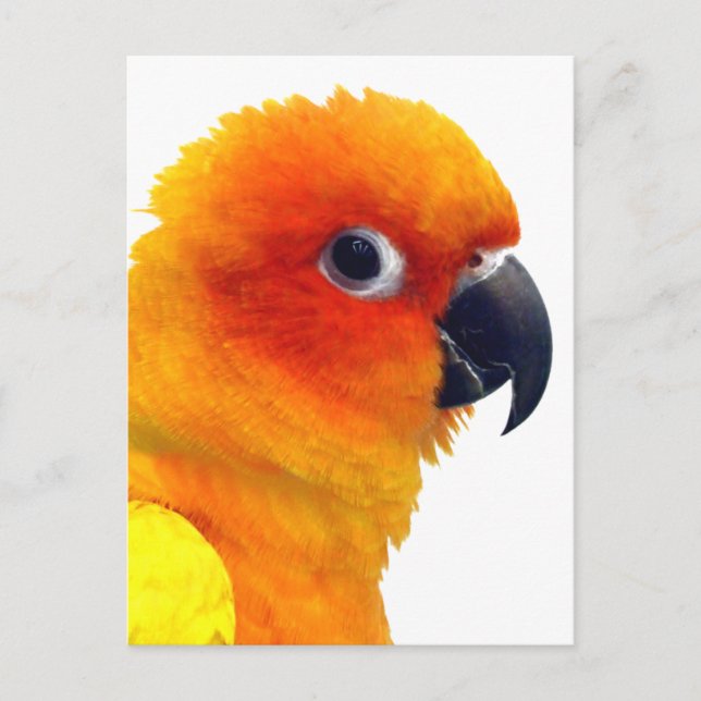 Cartão Postal Brilhante Sun Conure (Frente)
