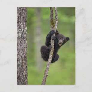 Cartão Postal Brincadeira de urso preto no Tennessee