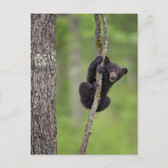 Cartão Postal Brincadeira de urso preto no Tennessee (Frente)