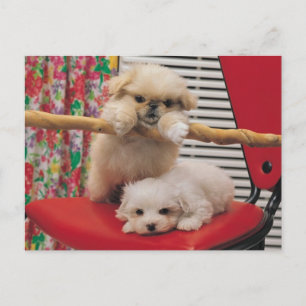 Cartão Postal Brincadeiras