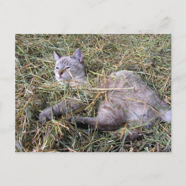 Cartão Postal Brincando no Hay (Frente)