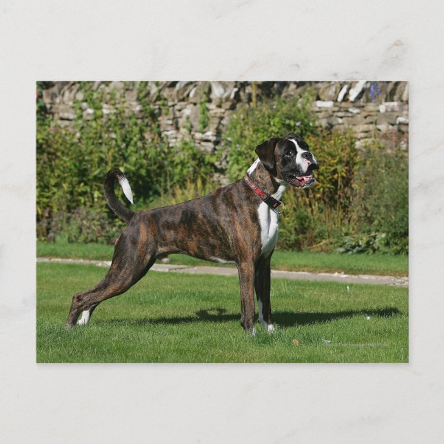 Cartão Postal Brindle Boxer Dog Show Stance (Frente)