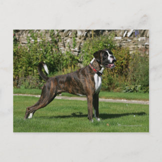 Cartão Postal Brindle Boxer Dog Show Stance