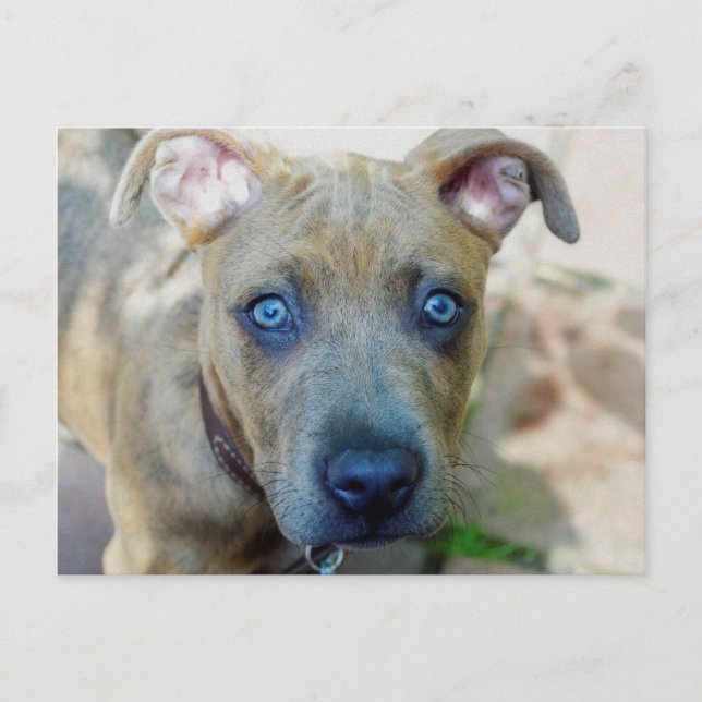 Cartão Postal Brindle Pit Bull Puppy por Shirley Taylor (Frente)