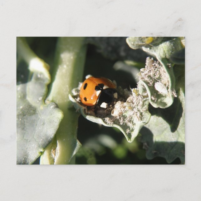 Cartão postal britânico 7 Spot-Ladybug (Frente)