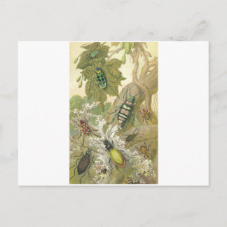 Cartão Postal British Beetles