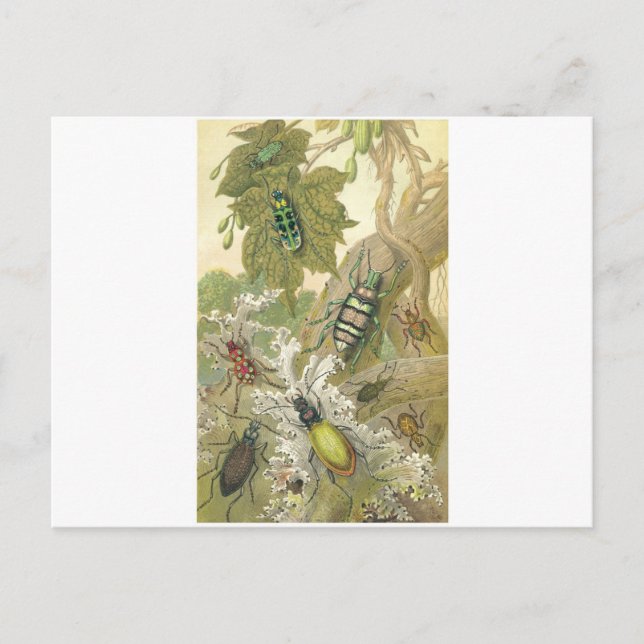 Cartão Postal British Beetles (Frente)