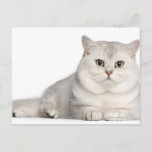 Cartão Postal British Shorthair (2 anos de idade) deitada na fre