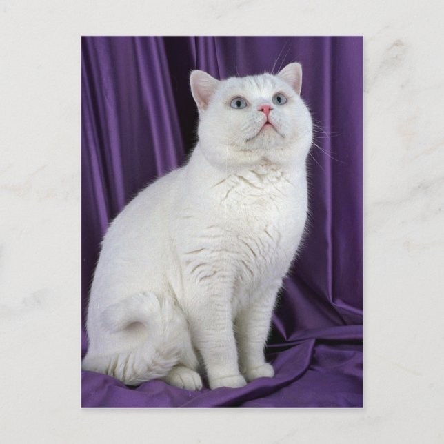 Cartão Postal British Shorthair, branco (Frente)